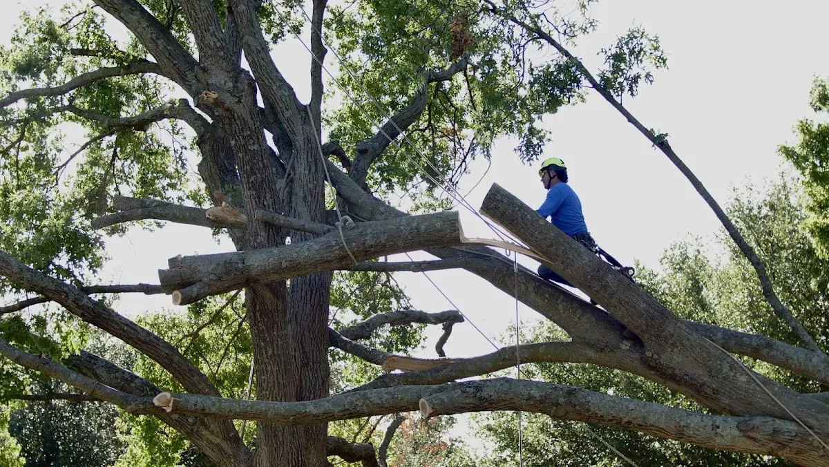 Professional Crown Thinning performed by certified arborists in Amlin